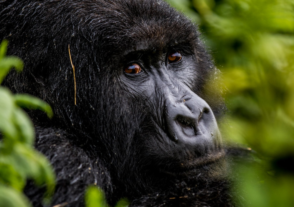 Rwanda Adventures - Great Apes & Lake Kivu